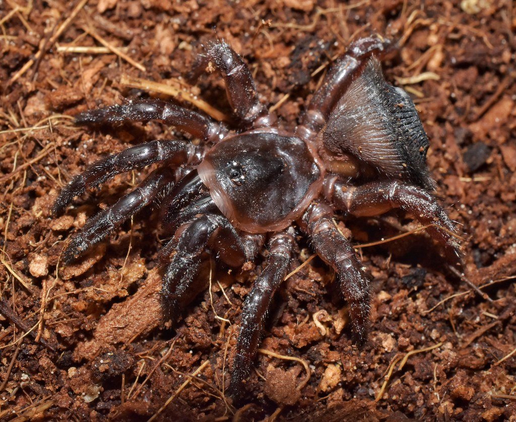 Cyclocosmia truncata паук Циклокосмия