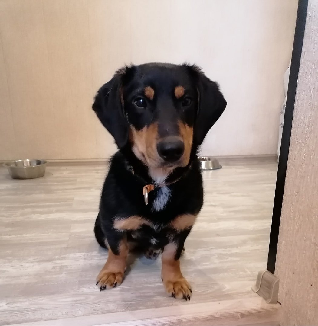 Доберман и такса