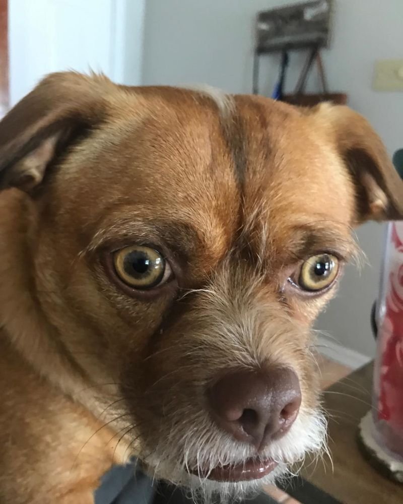 Помесь таксы и хаски