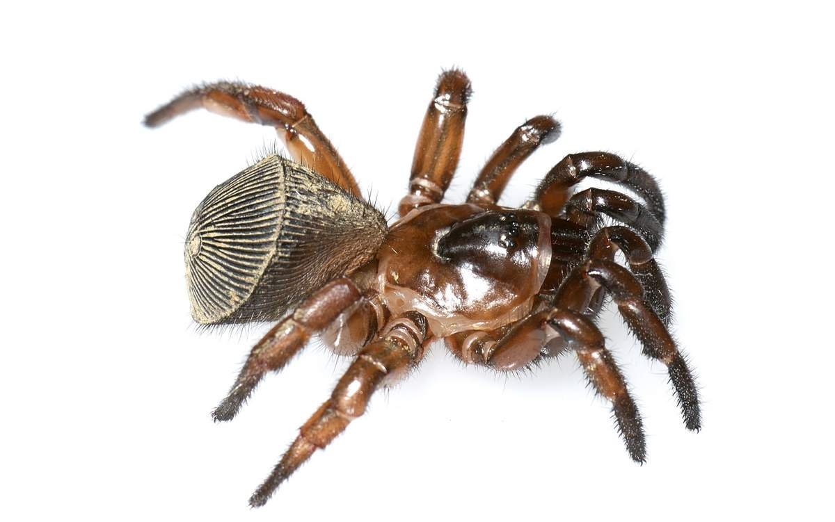 Паук ктенизид Монетка