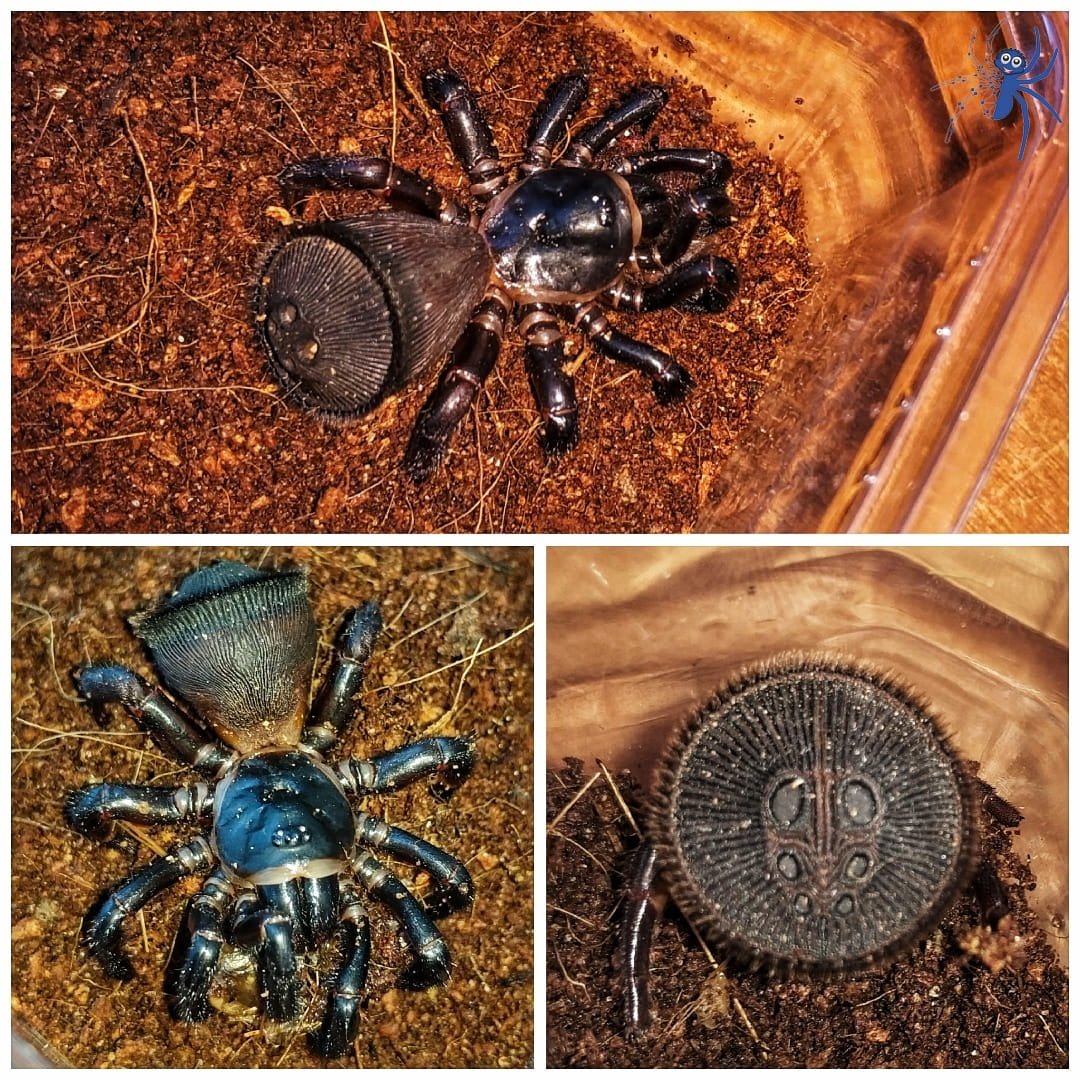 Африканский паук люк