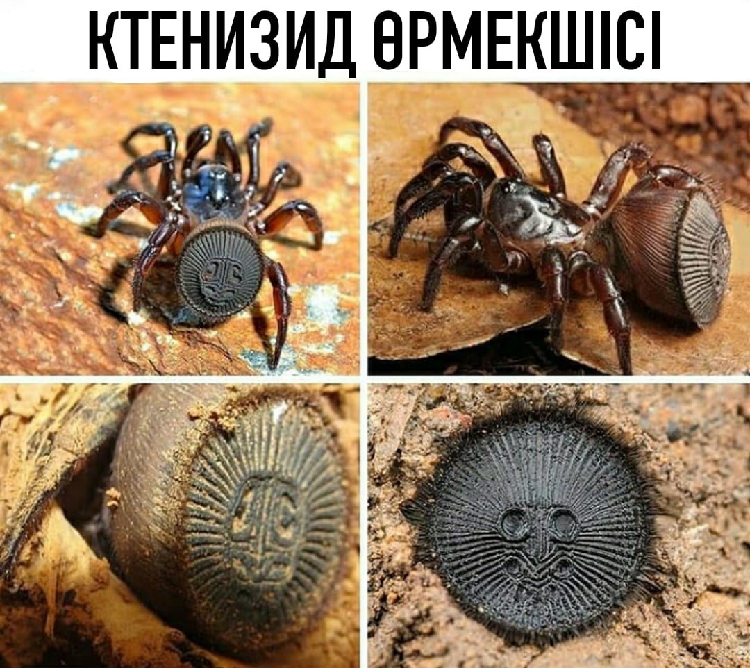 Пауки Павлины