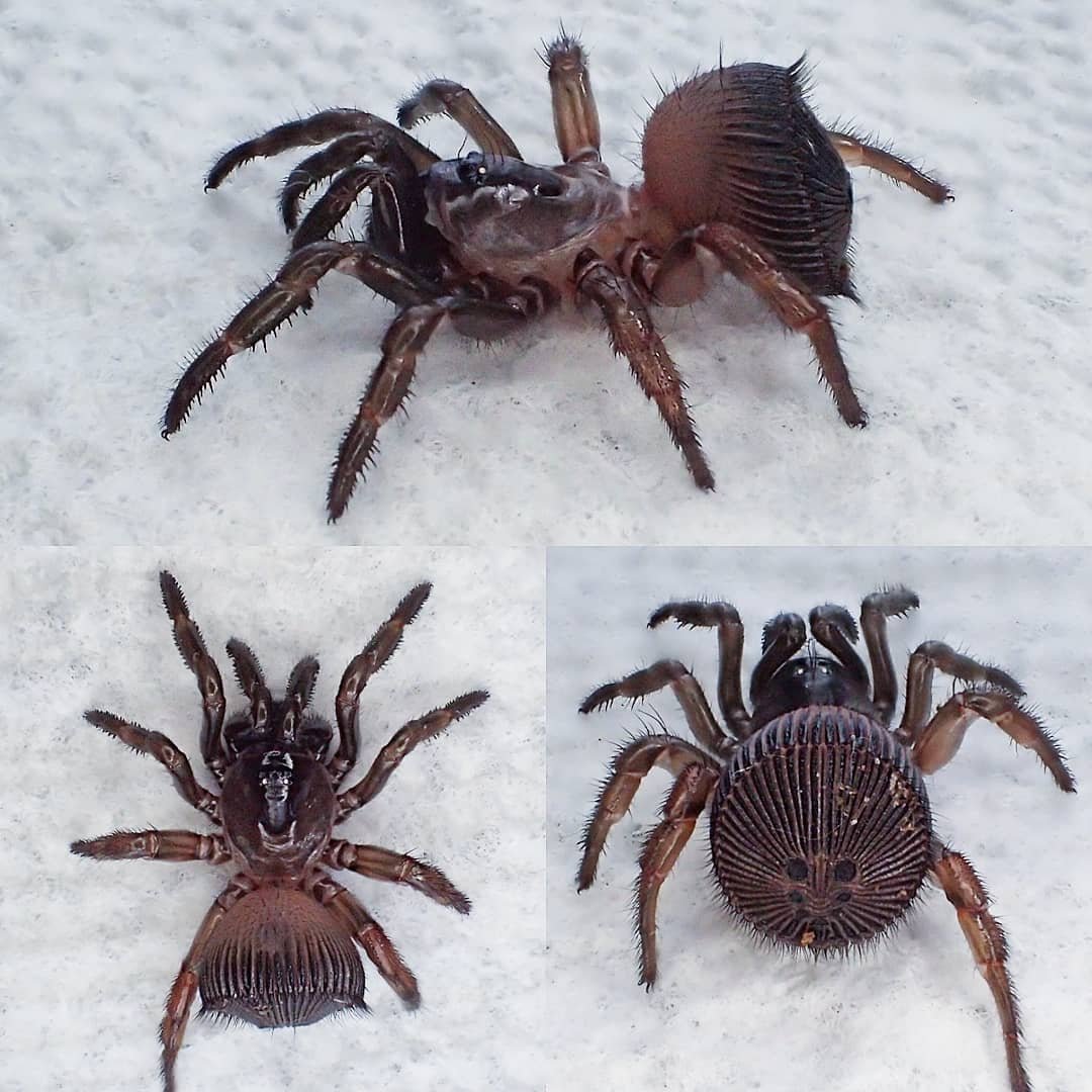 Паук Циклокосмия фото