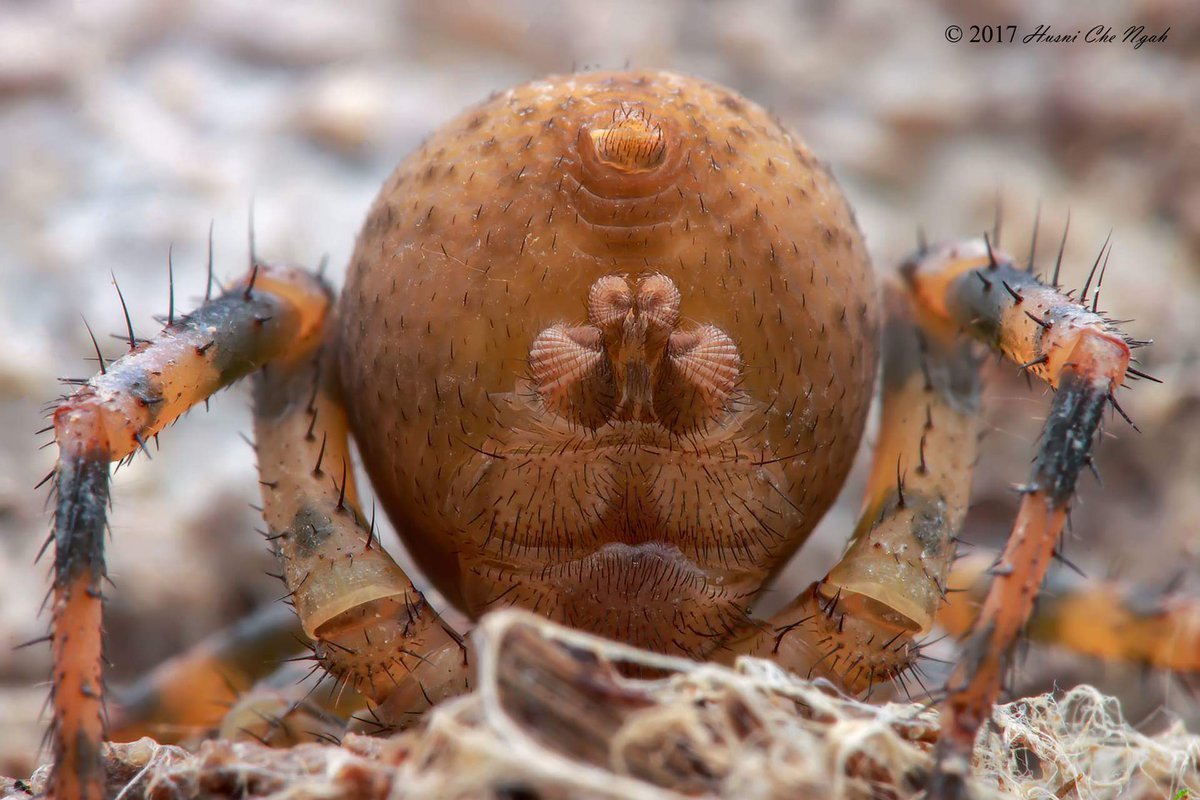 Паук ктенизид Циклокосмия