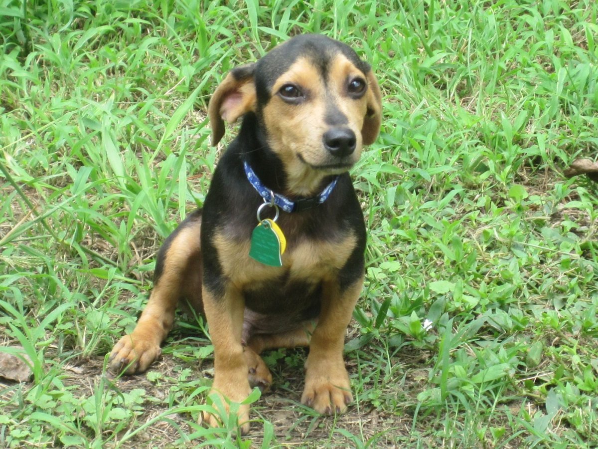 Милые щенки таксы