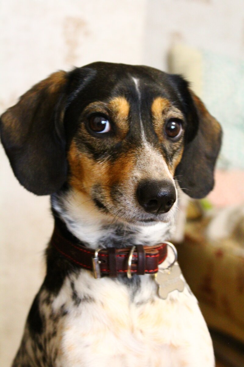 Смесь таксы