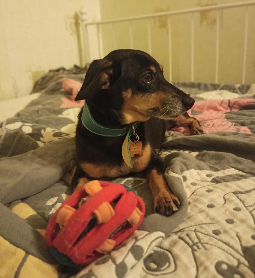 Метис тоя и таксы