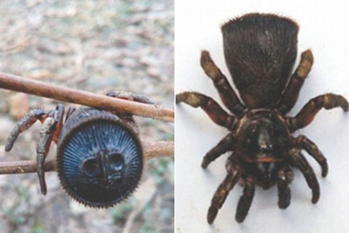 Паук трапдор