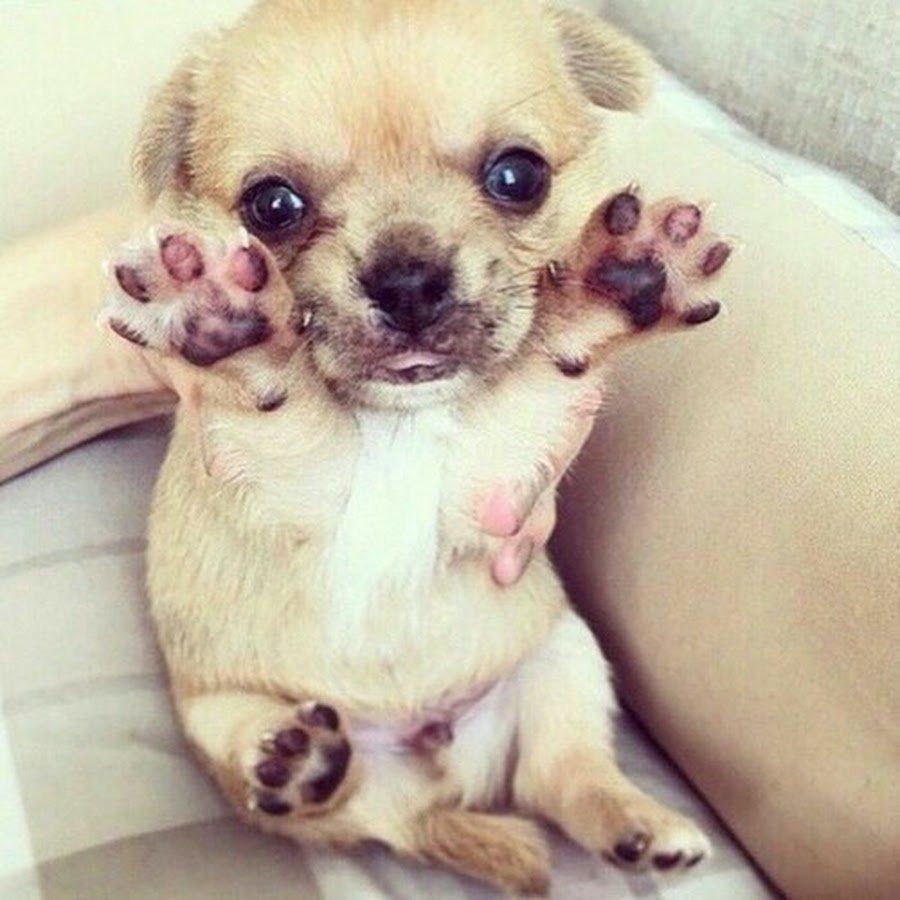 Померанский шпиц jiffpom