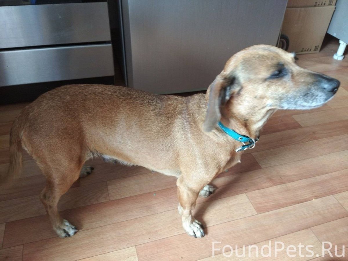 Ротвейлер и такса