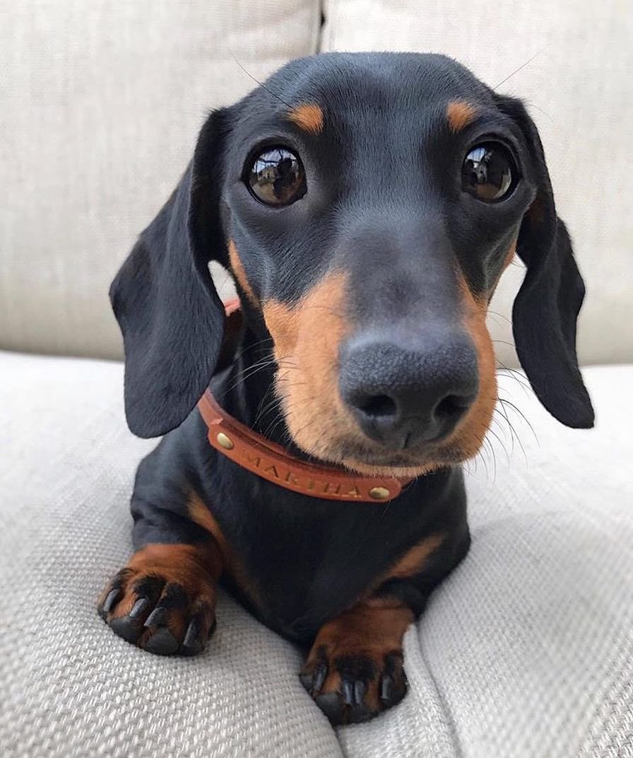 Такса Пекинес