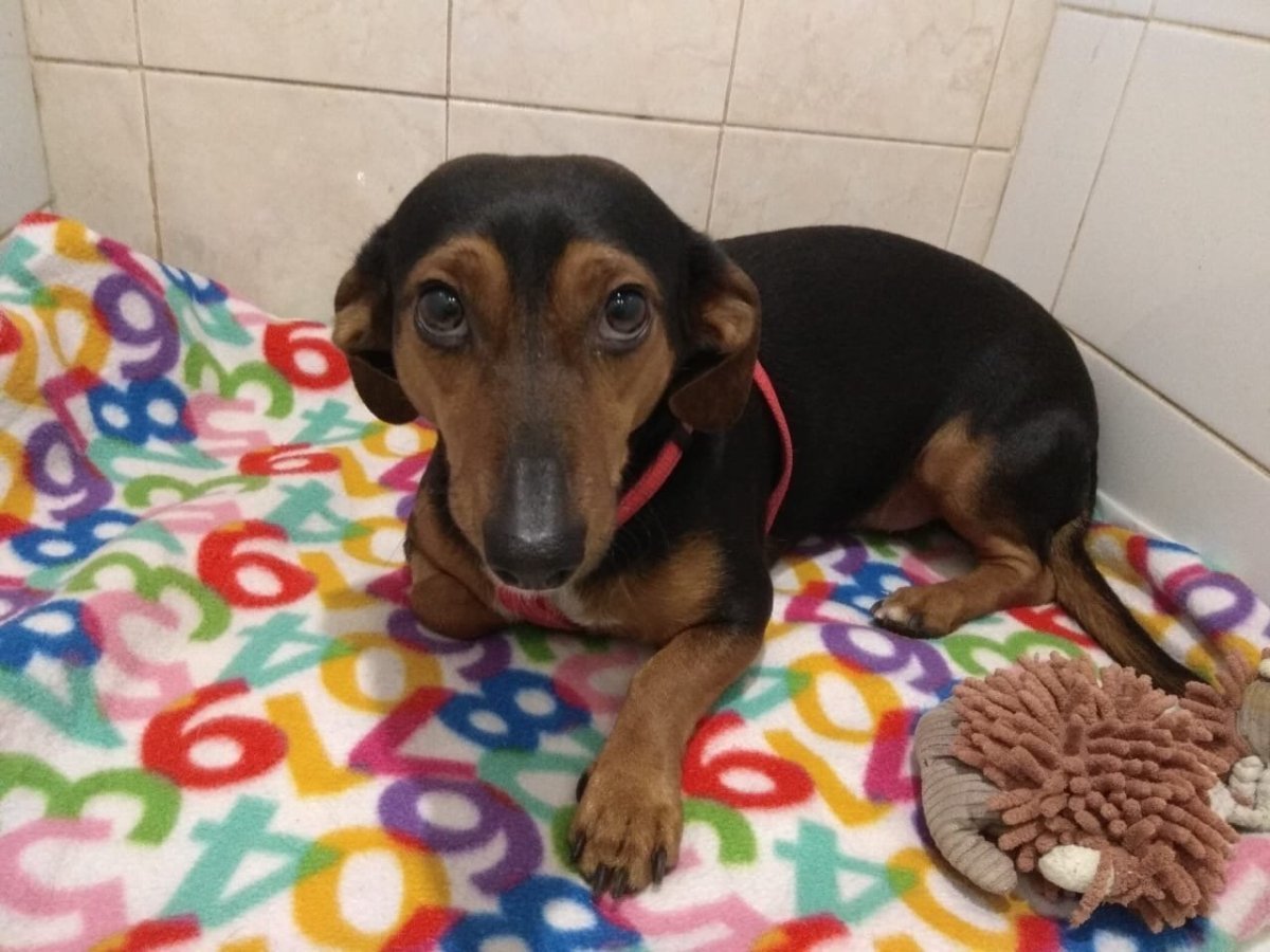 Чивини + чихуахуа