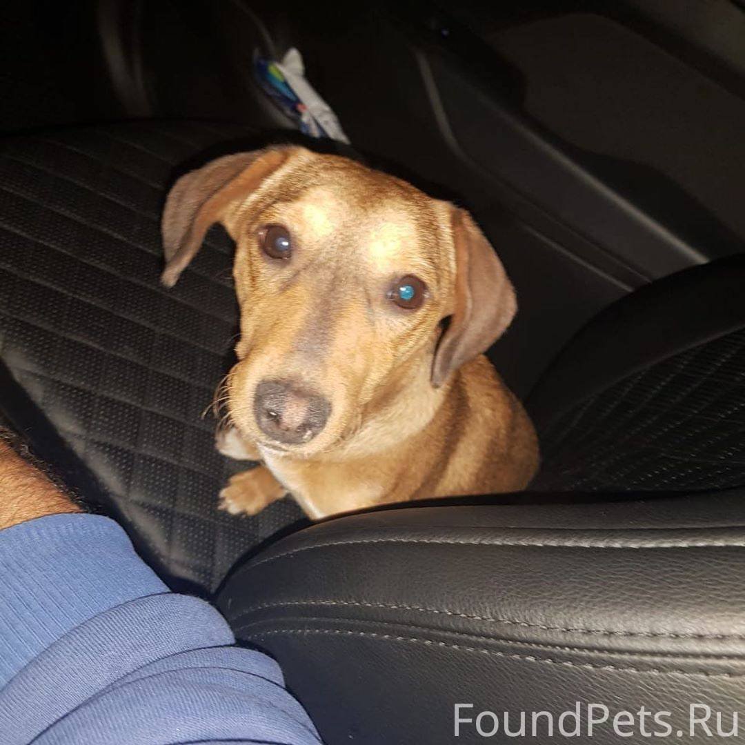 Метис таксы