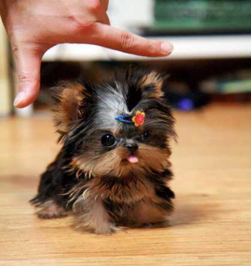 Карликовый Йоркширский интерьер