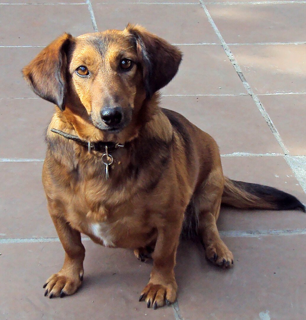 Такса метис Киров