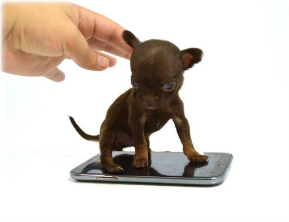 Самая маленькая чихуахуа в мире Милли