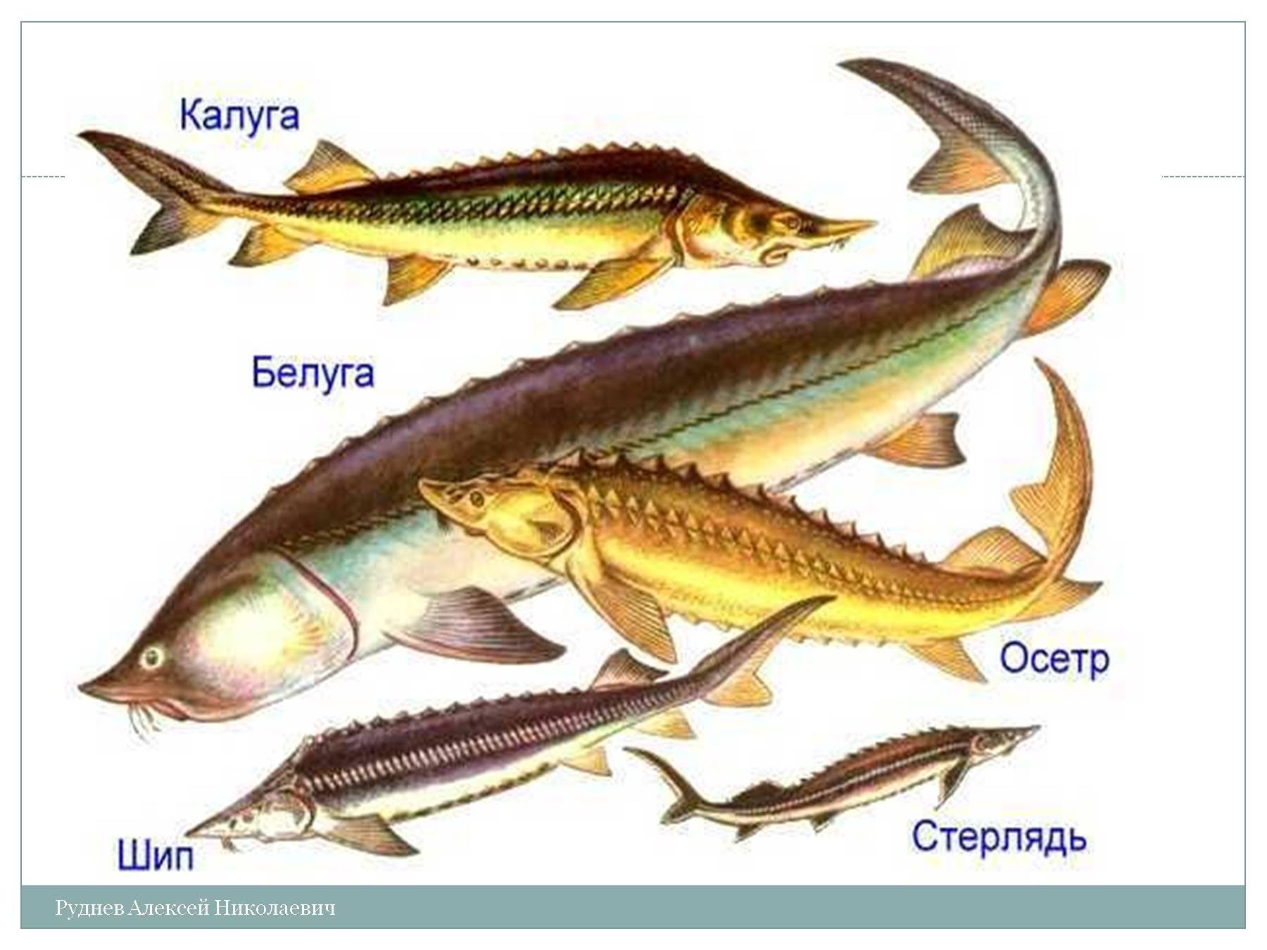Осетрообразные группа рыб