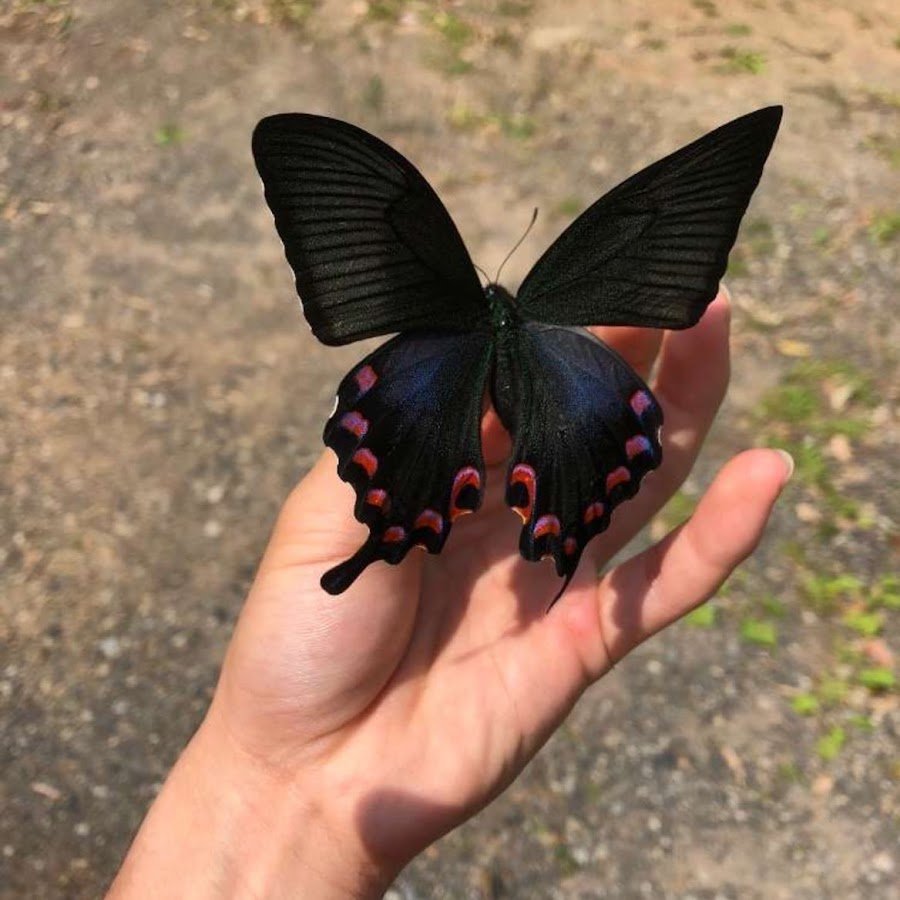 Черный Махаон бабочка