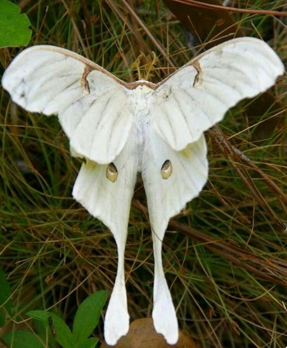 Actias Luna Albinism белая