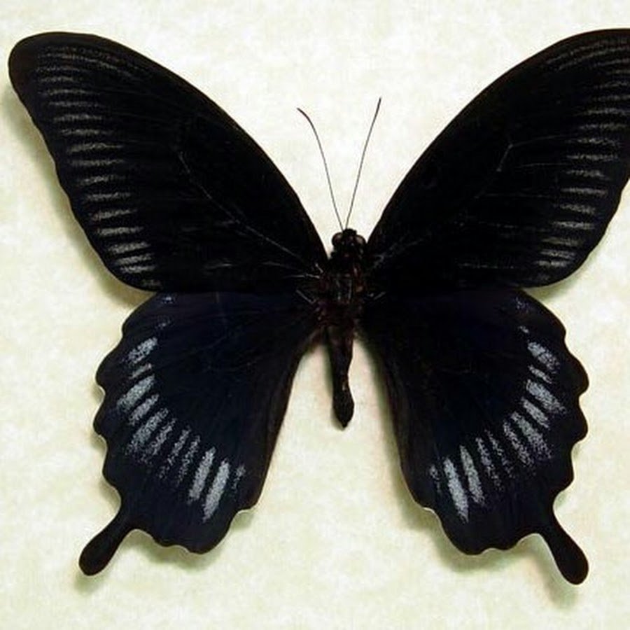 Бабочка черного цвета