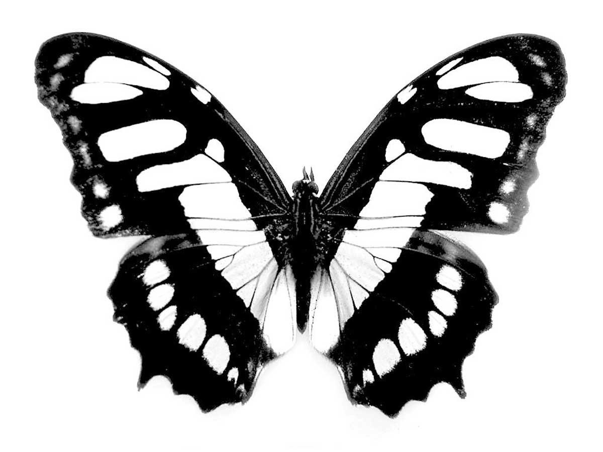 Бабочка черная