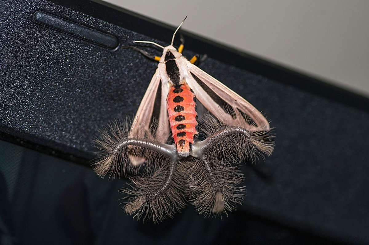 Паук-Павлин (Maratus volans)