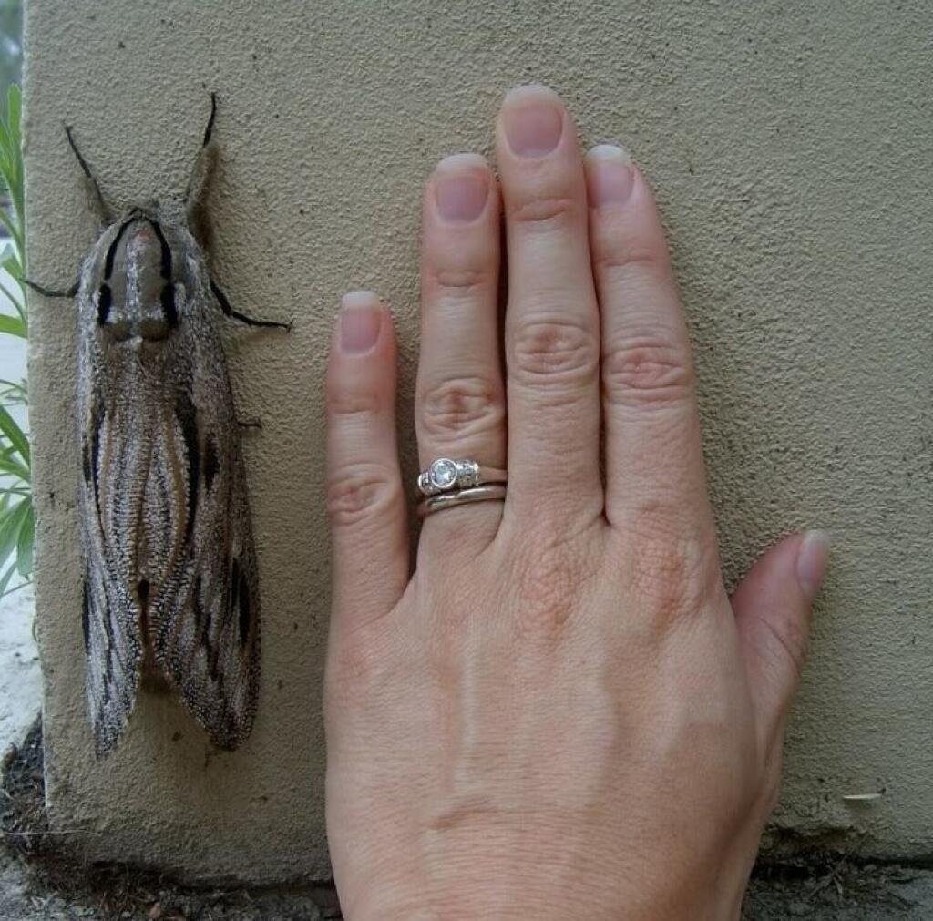 Паук Huntsman Spider