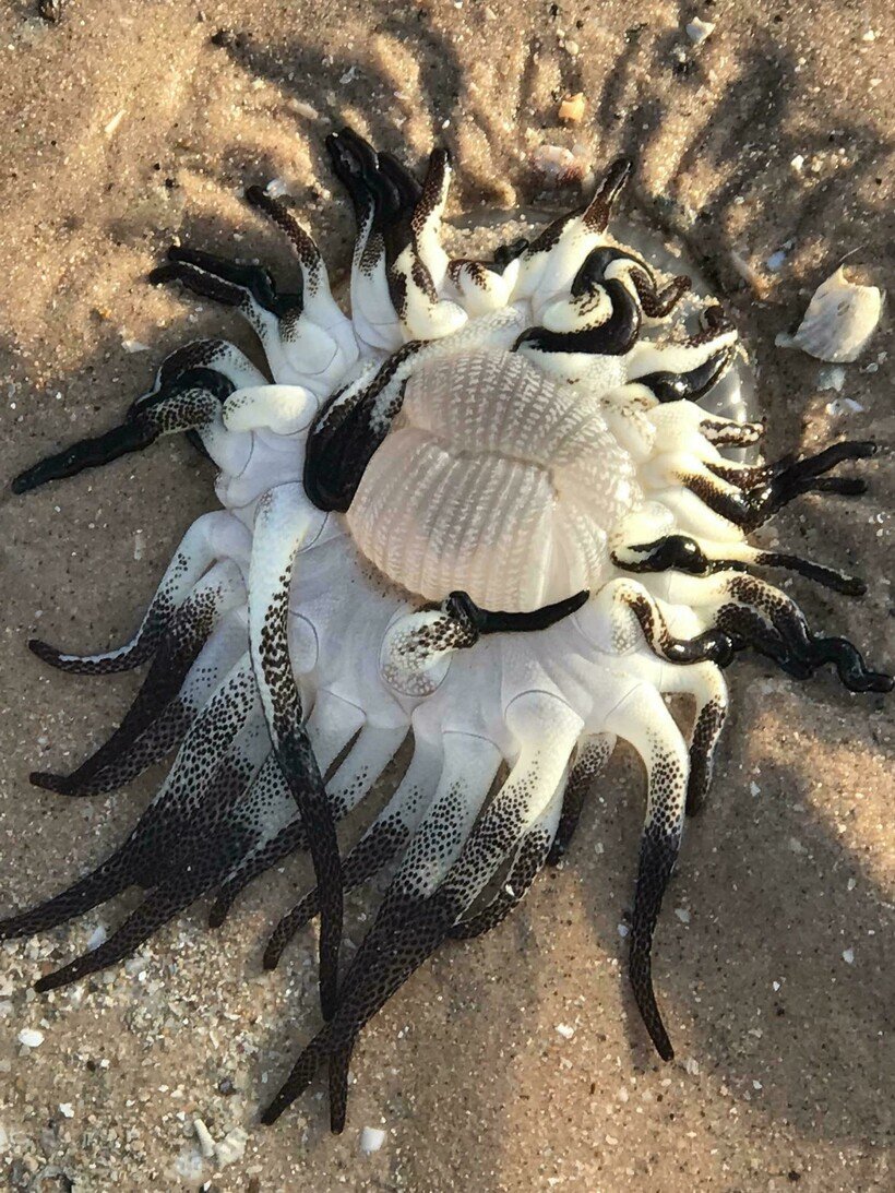 Eudocima phalonia бабочка