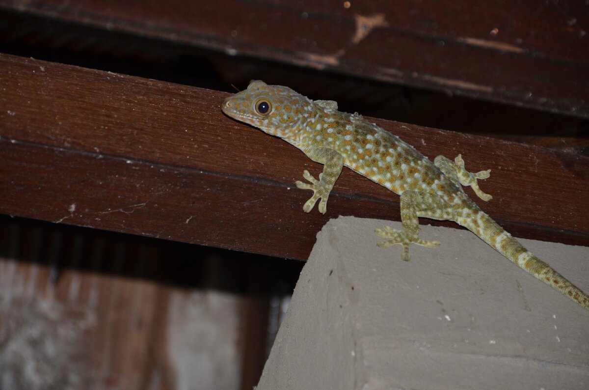 Размеры ящериц на Бали