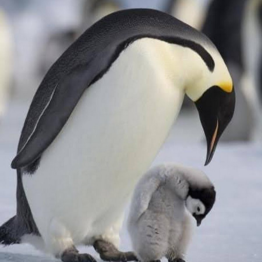 Птенец королевского пингвина