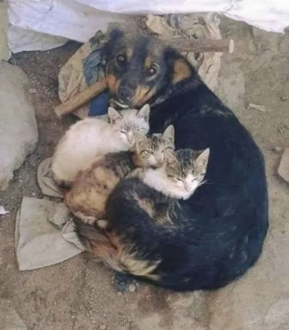 Бездомные котята