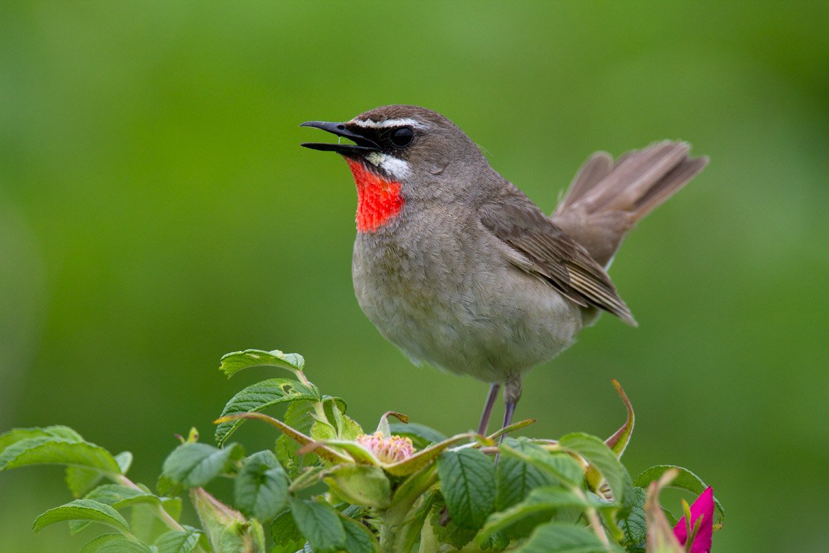 Соловей красношейка птица