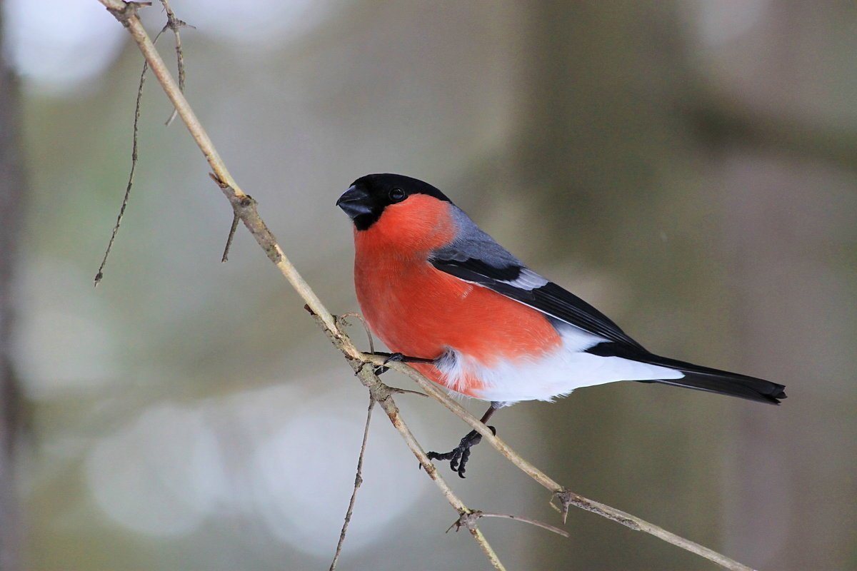 Воробьинообразные Снегирь