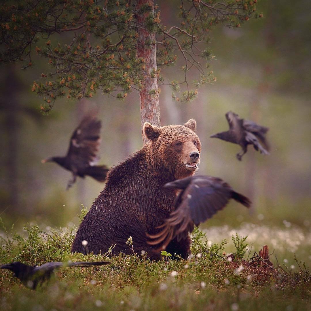 Медведь хозяин тайги