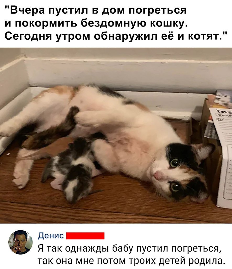 Выброшенные домашние животные