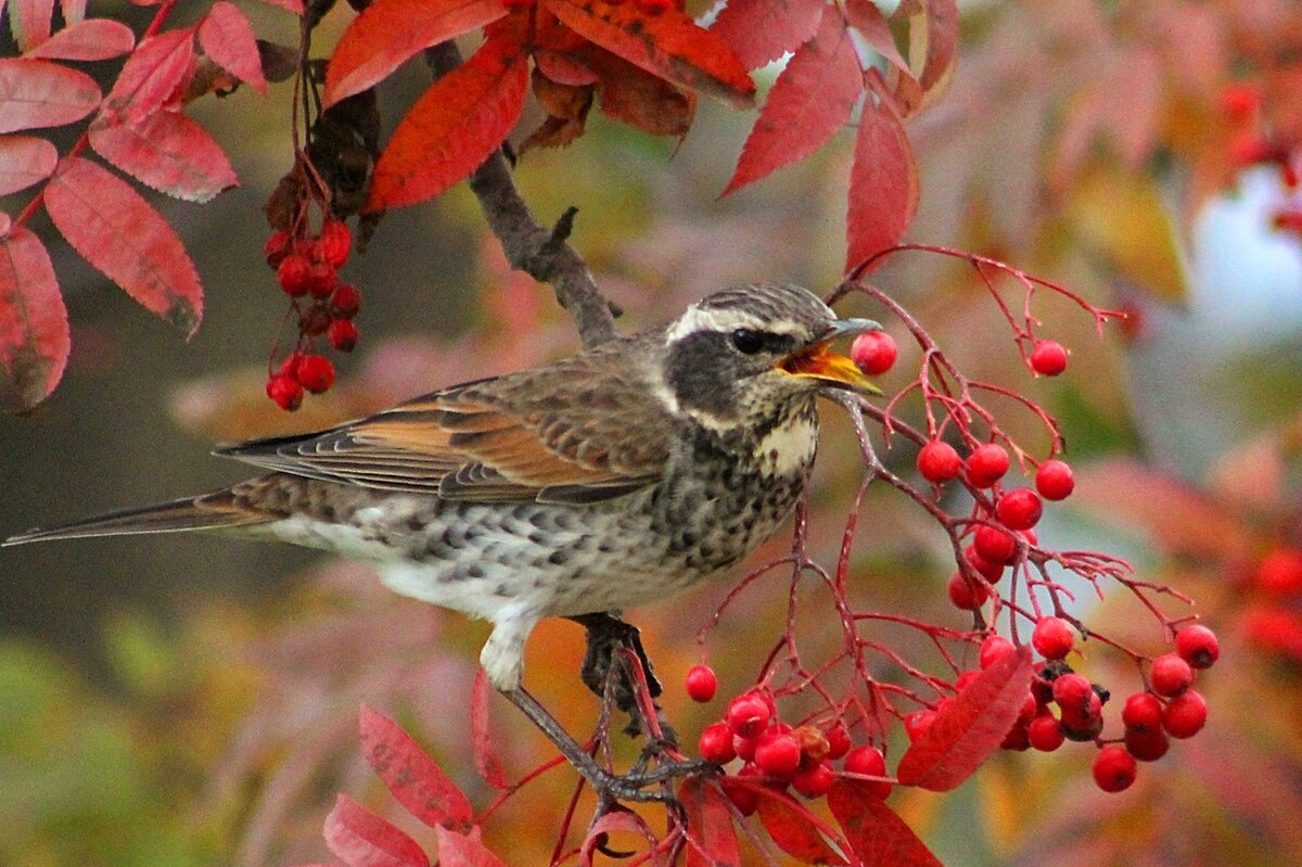 Птица Снегирь в полете