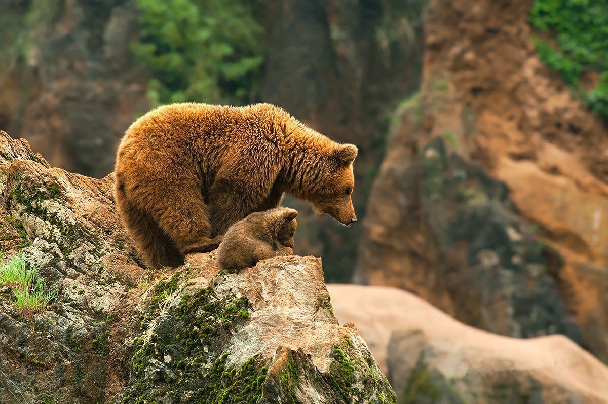 Кавказский заповедник бурый медведь