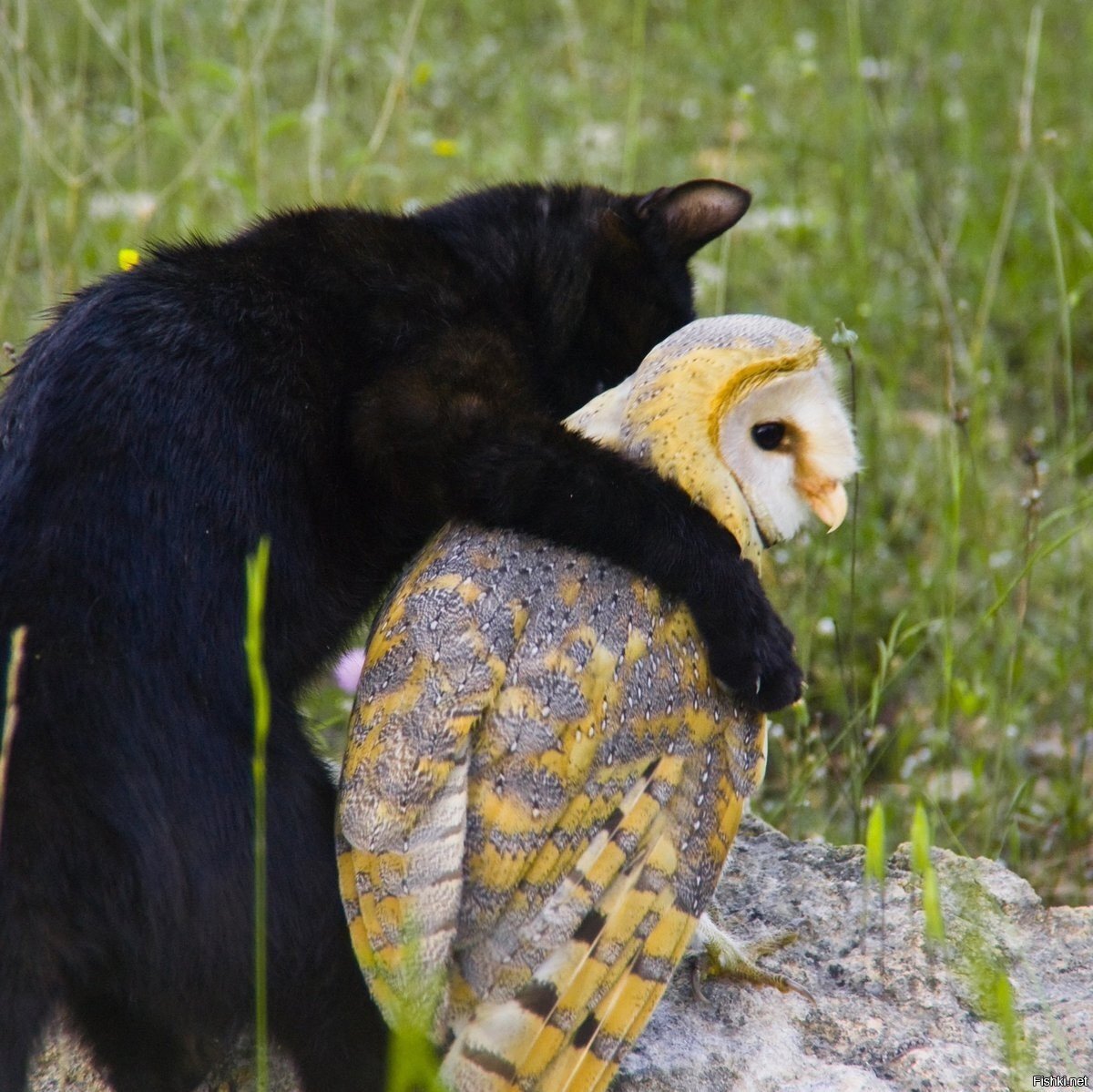 Любовь между животными