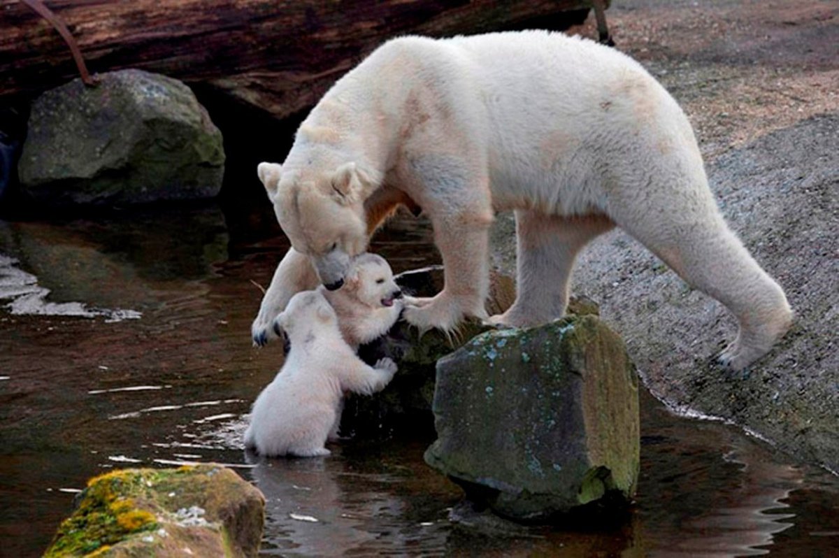 Белый медведь умывается