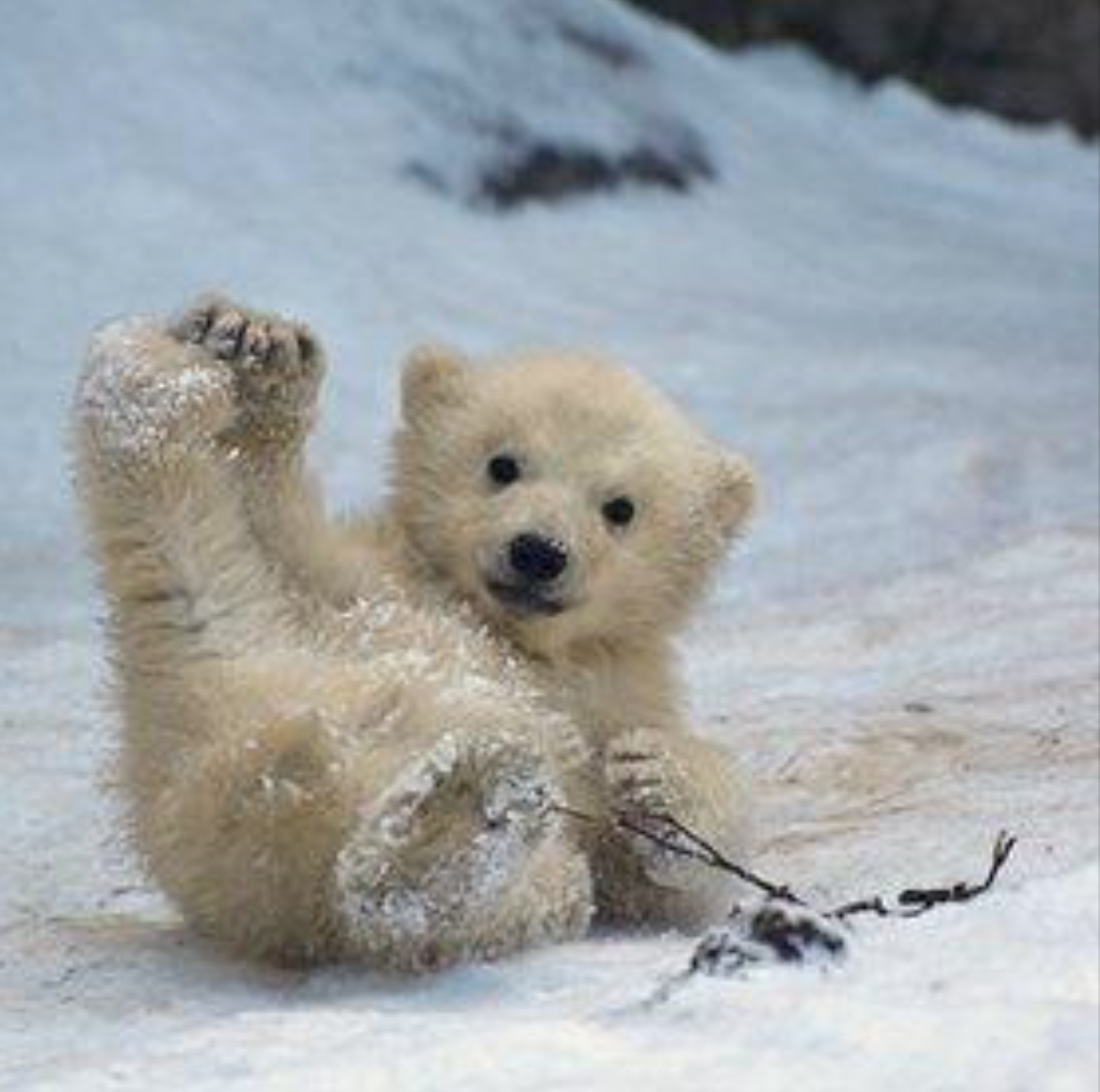 Милый Медвежонок