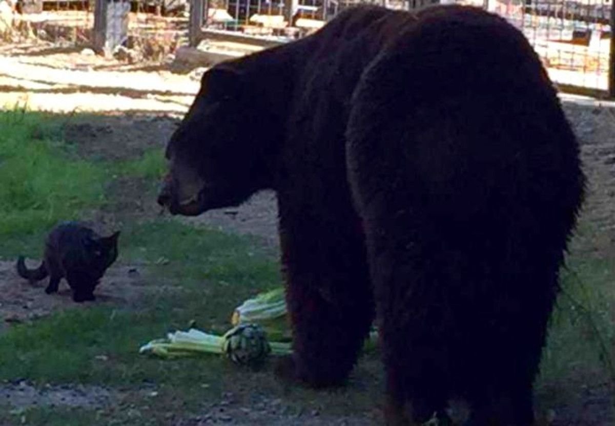 Кошка медведь