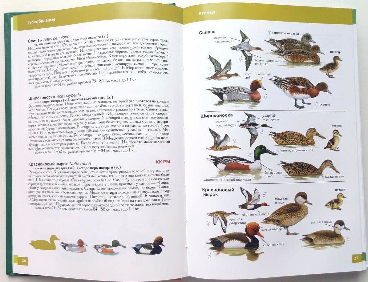 Скопа (Pandion haliaetus l.)