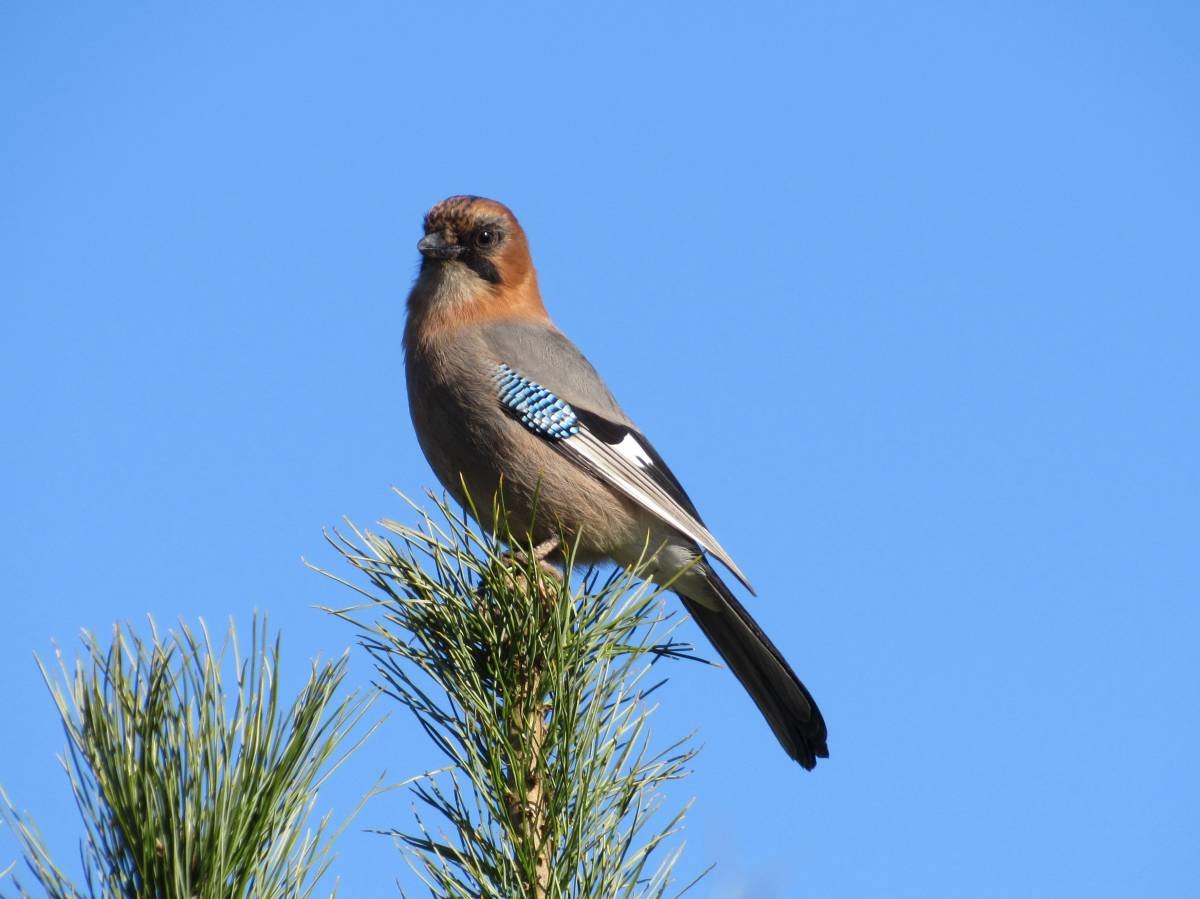 Синичка Московка