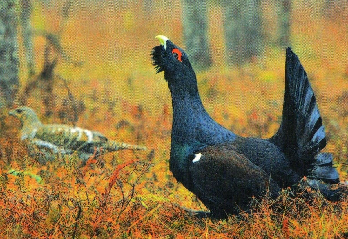 Седой Глухарь