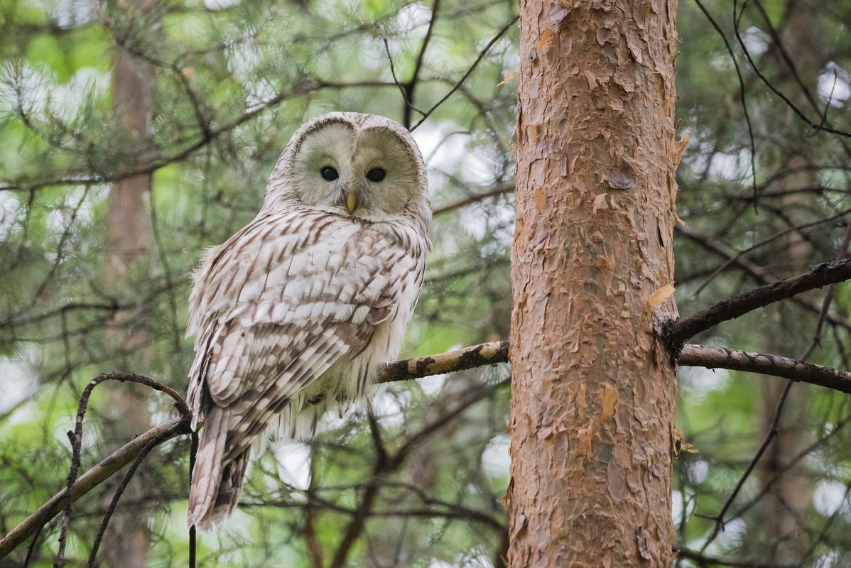 Птицы и звери Республики Мордовия полевой определитель