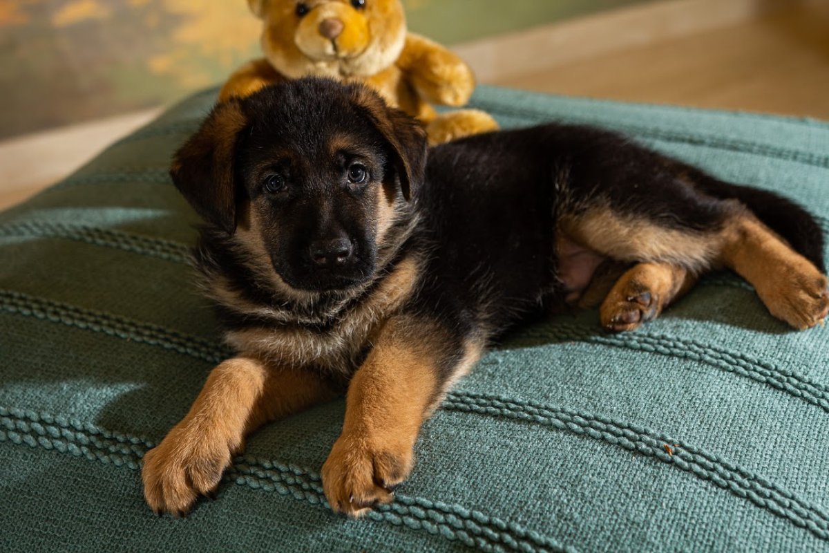 Новорожденные щенки овчарки