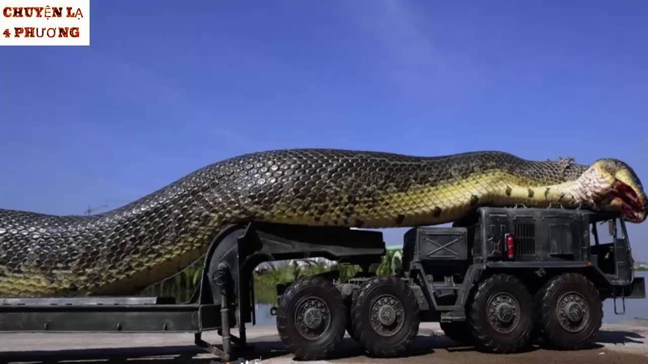 Анаконда большая змея в мире