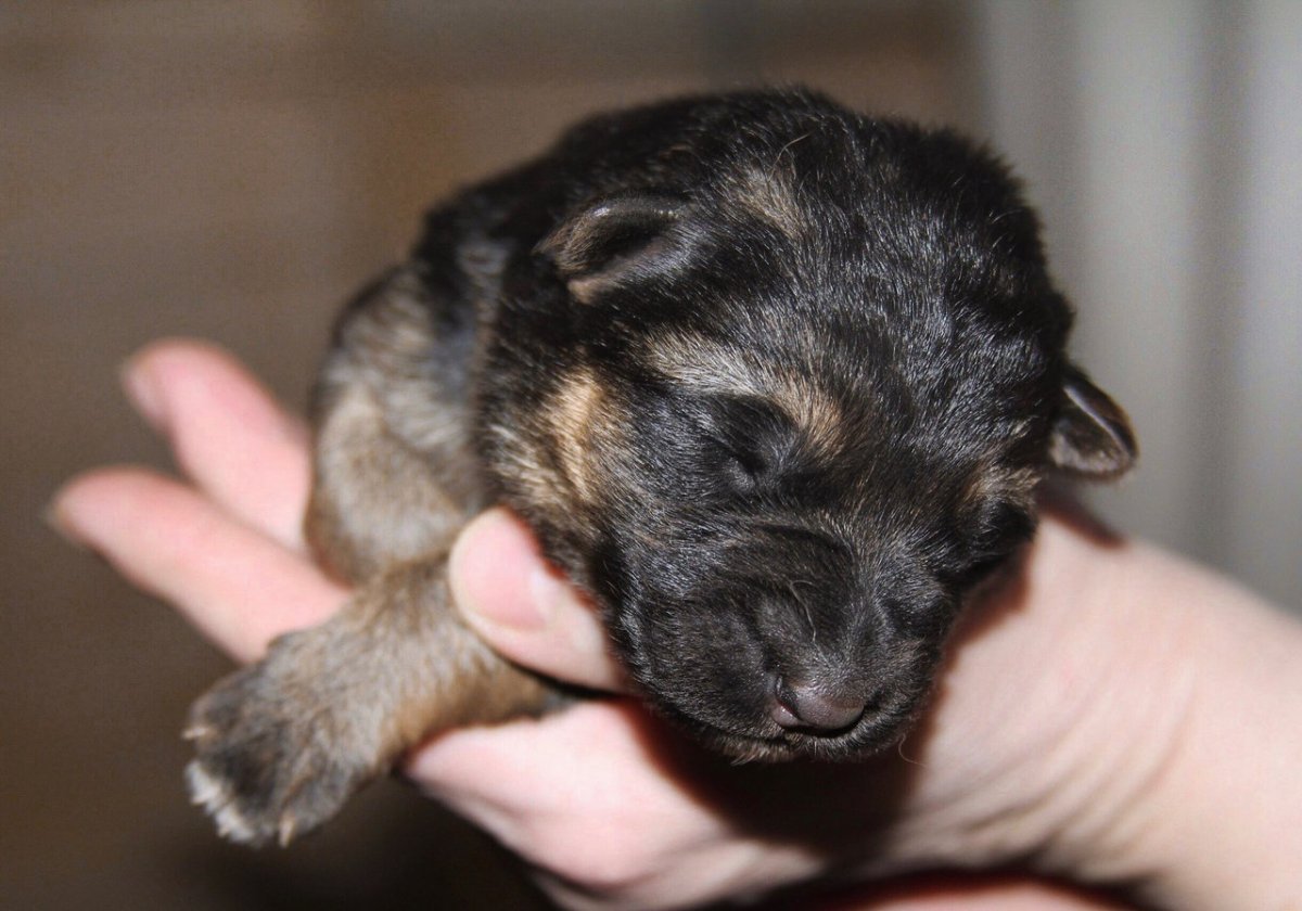 Новорожденные щенки немецкой овчарки