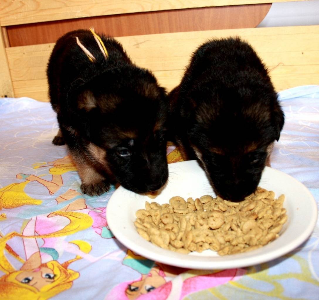 Подкорм щенок немецкой овчарки