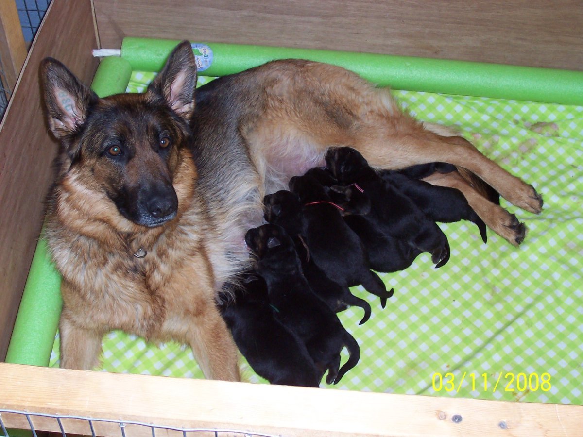 Новорожденных щенки немецкой овчарки